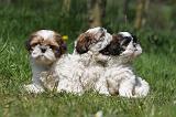 SHIH TZU 320
